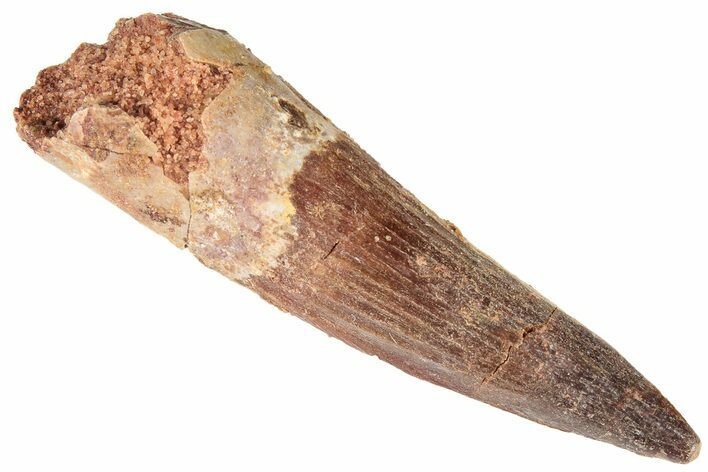 Spinosaurus Tooth - Real Dinosaur Tooth #191328